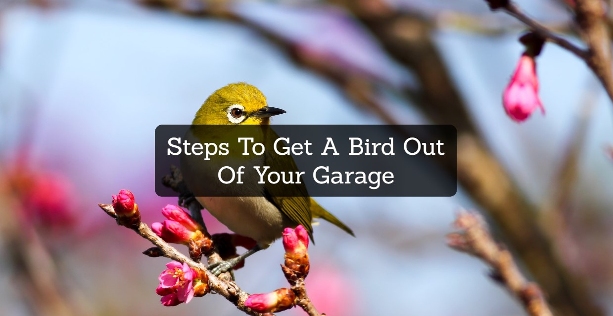 Steps To Get A Bird Out Of Your Garage