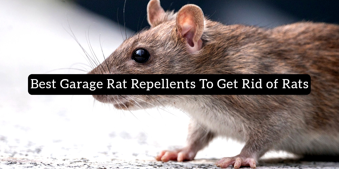 Best Garage Rat Repellents to Get Rid of Rats